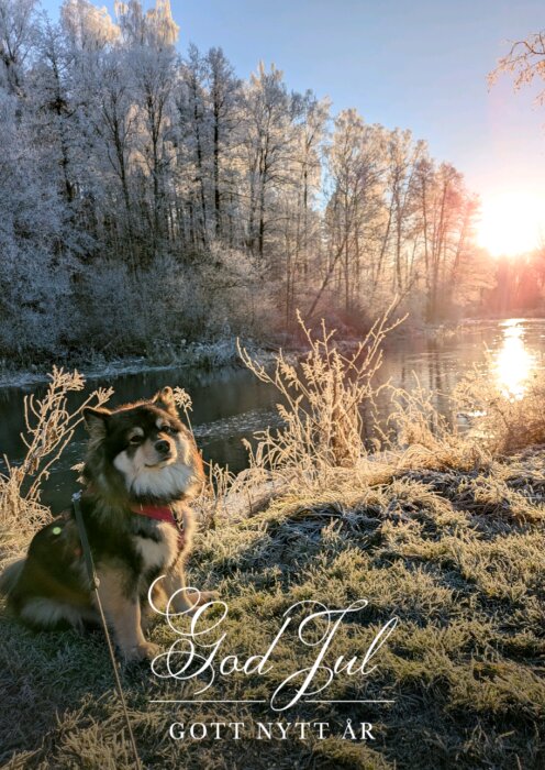 Hund i vintermiljö vid bäck med frost på växtlighet, soluppgång i bakgrunden, text 'God Jul och Gott Nytt År'.