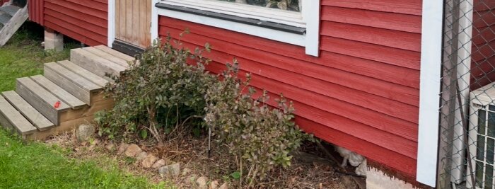 Röd trästuga på plintar, med trappsteg och buskar framför. Ojämn mark syns under stugan, mellan plintarna.