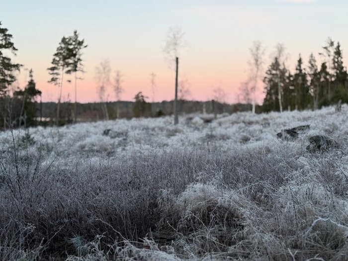 Frosttäckt fält med träd i bakgrunden under en rosa och blå himmel vid solnedgång.