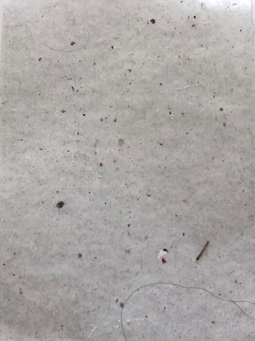 En närbild av golvet med små skräp och damm, eventuellt med synliga insekter.