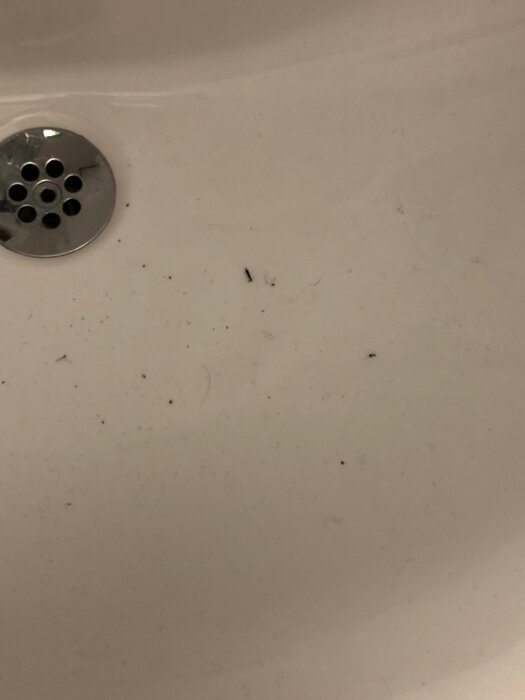 Närbild på en badrumstvättställsbrunn med små svarta partiklar och möjliga insektsrester i handfatet.
