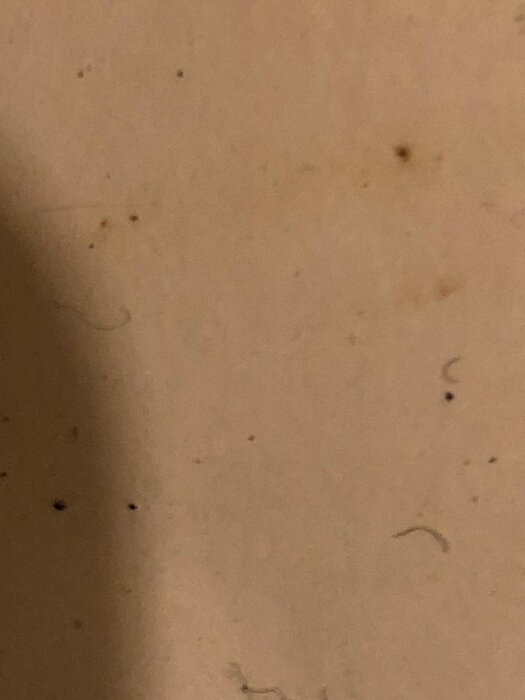 Närbild av vägg eller yta med små mörka fläckar och märken, möjligen tecken på insektsaktivitet.