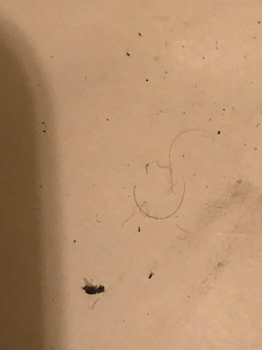 Små insekter och skräp på ett golv i en hyreslägenhet, där invånarna upplever problem med insektsbett och vill ha råd om situationen.