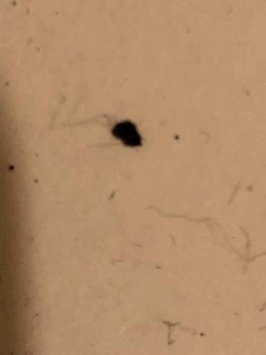 Närbild av en svart insekt på beige yta, relaterad till problem med insekter i hemmet.