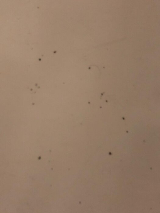 Små svarta prickar och märken på en ljus yta, misstänkta för att ha orsakats av insekter i en hyreslägenhet.