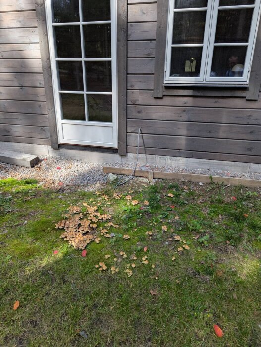 Fasad av hus med tjärvitriol och vita fönster, gräsmatta med svampar framför, solkatter vid dörren.