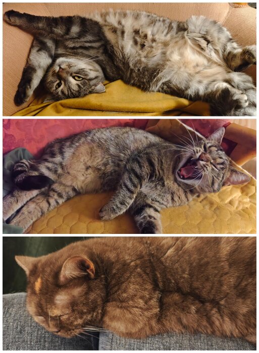 Katter som vilar avslappnat på en soffa under annandagen, en traditionell vilodag.