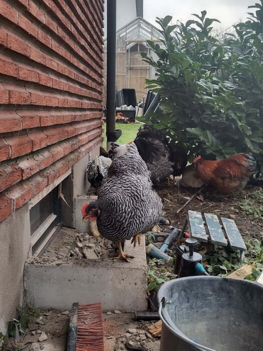 Hönor inspekterar murningsarbete i trädgård bredvid husvägg.