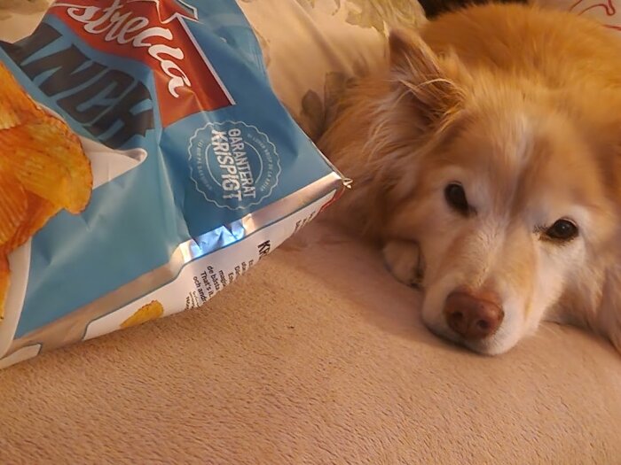 Hund ligger bredvid en öppnad påse Estrella-chips på soffa.