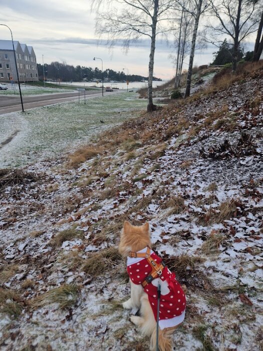 Hund i prickig tröja sitter på en lätt snötäckt mark vid landsväg, tittar mot bilen och kråkan, bredvid en osynlig chipspåse.