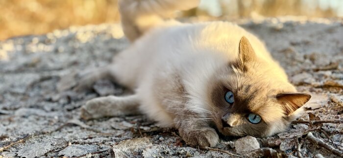 Katt med blå ögon ligger på marken under en skogspromenad.