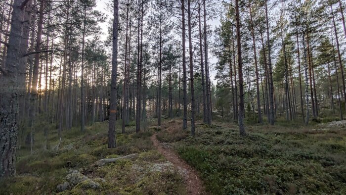 Stig genom en tallskog vid gryning med dämpat ljus och en lugn atmosfär.