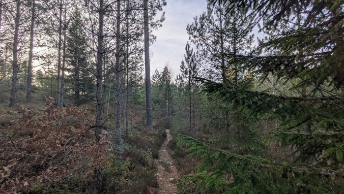 Stig genom tät skog med barrträd och buskar. Sparsam undervegetation, skogen badar i milt ljus från en molnig himmel.