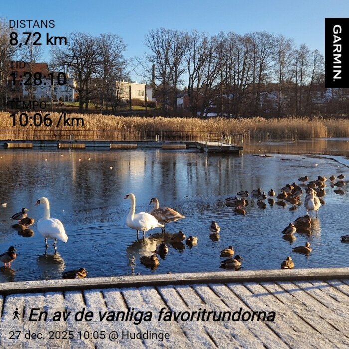 Svanar och änder på en frusen sjö i vinterlandskap. Träd och hus syns i bakgrunden under en klar himmel.