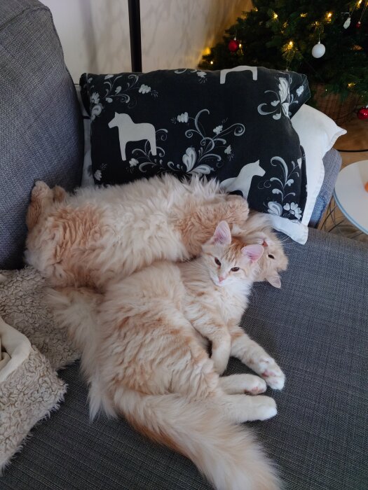 Två lurviga katter vilar ihop på en soffa framför en julgran. Den ena katten har ögonen öppna och den andra ligger delvis dold.