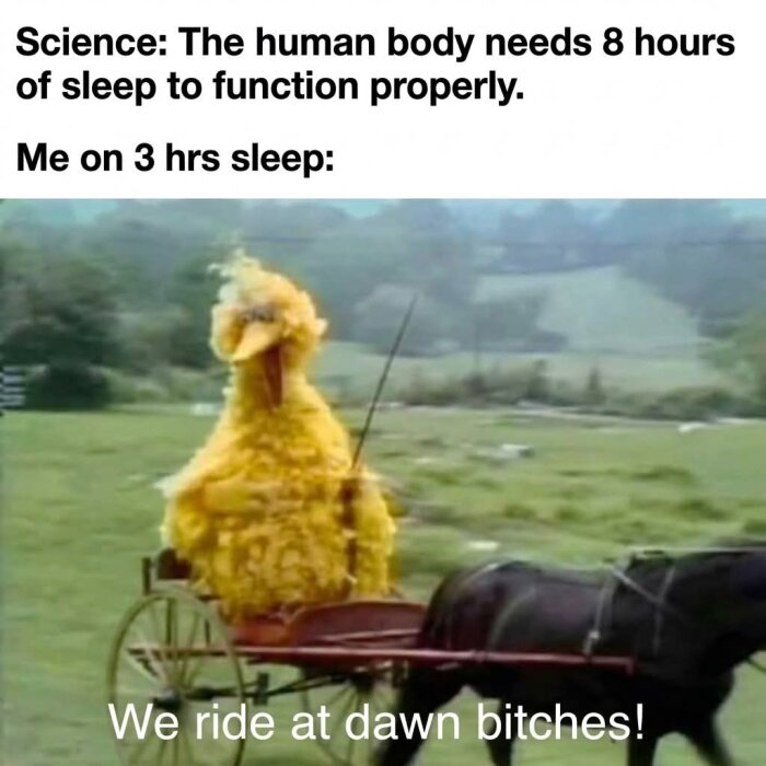 Big Bird åker i en hästvagn på en grön äng, med texten "We ride at dawn bitches" i nederkanten.