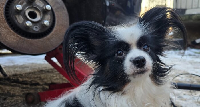 Liten hund bredvid bild på bil i upplyft läge med synlig bromsskiva, ser nyfiken ut.