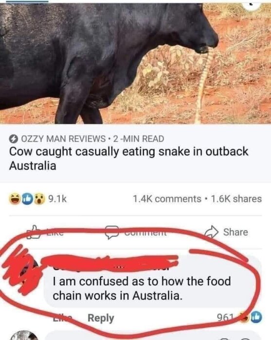 En ko i Australien äter en orm i ett ökenlandskap, med en kommentar om matkedjan i Australien.