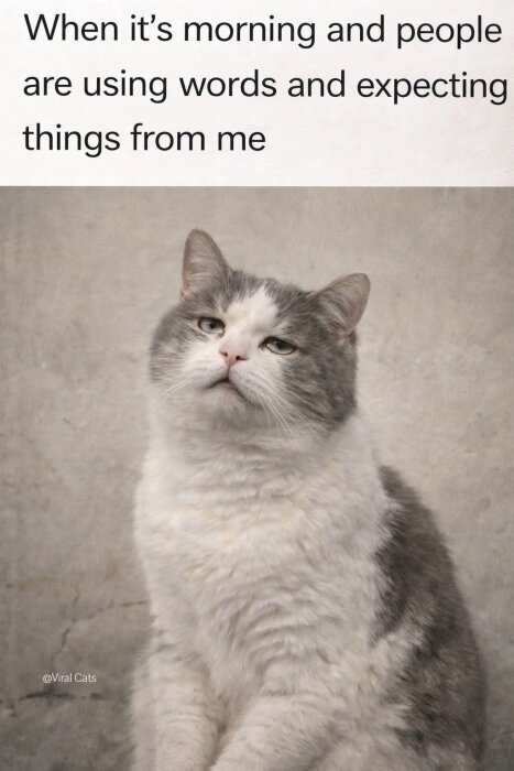 Katt med halvslutna ögon och text: "When it’s morning and people are using words and expecting things from me.