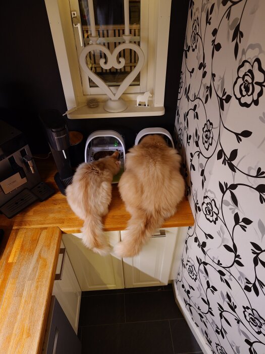 Två katter, en liten och en stor, sitter på en bänk och äter från matskålar under ett hjärtformat fönsterdekor.