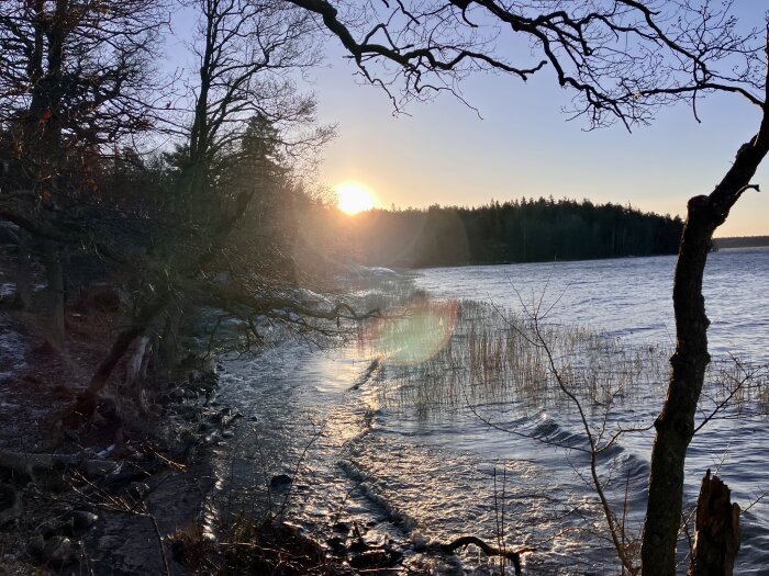 Solnedgång över en sjö med träd längs kanten och reflektioner i vattnet. Skog i bakgrunden och grenar i förgrunden.