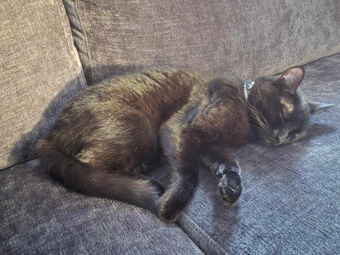 Svart katt med halsband sover på en brun soffa.