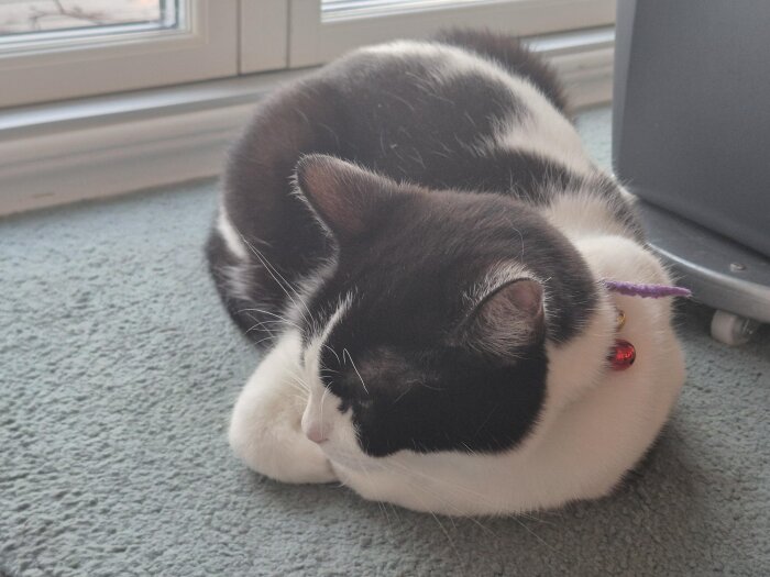Svart och vit katt med lila band och klocka på halsbandet, vilar på heltäckningsmatta vid ett fönster.