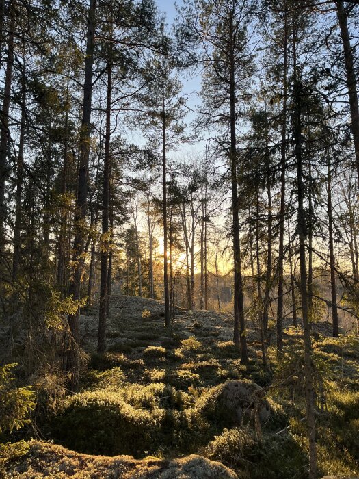 Solnedgång i skog med tallar och mossa, gyllene ljus filtrerar genom träden och skapar ett fridfullt naturmotiv.