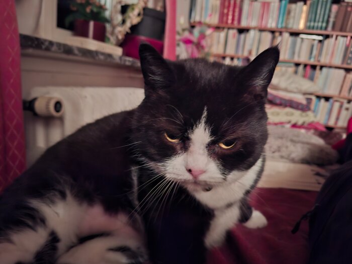 Svartrandig katt med vit och svart päls sitter i ett rum med hyllor fyllda av böcker, önskar gott nytt år.