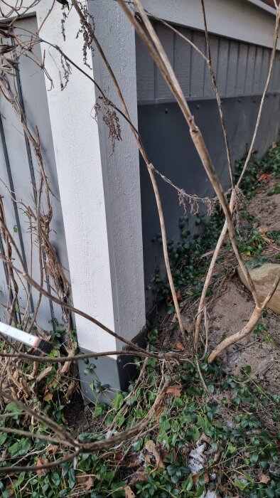 Vit träpelare vid husgrund med klätterväxter och vissnade grenar. Marken runt pelaren täckt av vintergröna växter och jord.