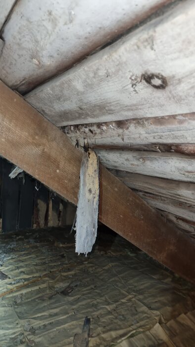 Vind med råspont och mögel, vit mögelväxt synlig på trä, trasig isolering hänger från takbjälke. Fuktproblem i äldre hus från 1899.