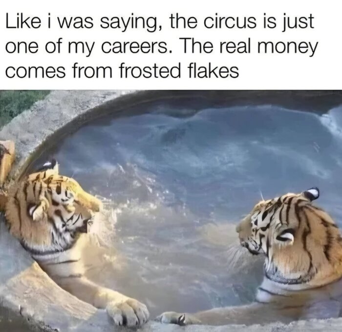 Två tigrar badar i en pool medan text ovanför skämtar om deras påstådda karriärer inom cirkus och flingor.
