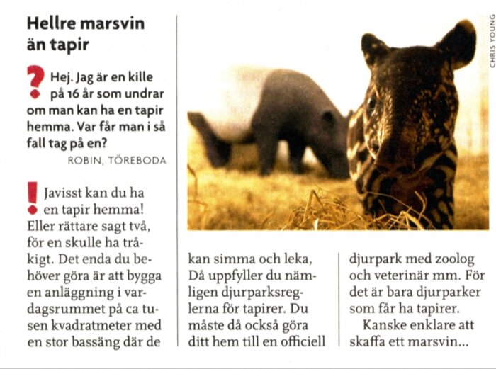En tapirunge i ett naturområde, med text om att ha en tapir som husdjur intill.