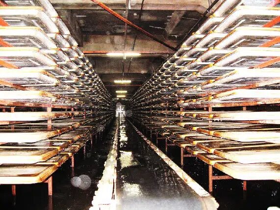 A. niger odlas i öppna brickor i rader i en industriell anläggning för citronsyraproduktion.