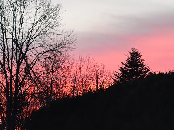Solnedgång med silhuetter av träd mot en rosa och orange himmel.