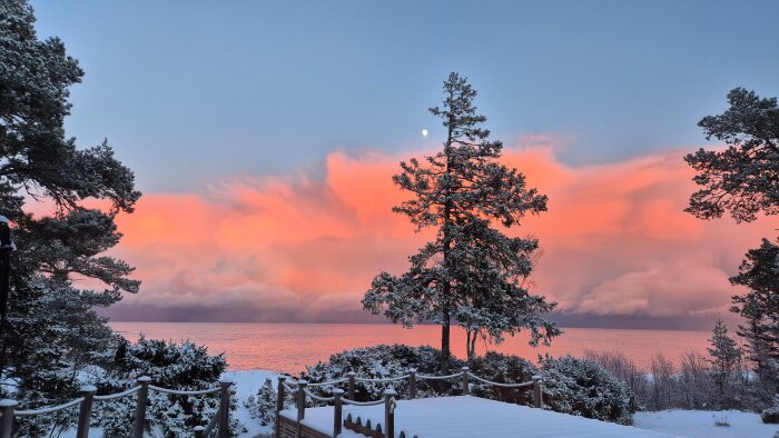 Snöklädda träd vid havet med rosa moln och solnedgång i bakgrunden, månen syns svagt på klar himmel.