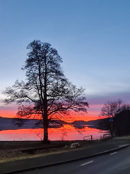 Vacker solnedgång i Göteborg där en trädsiluett syns mot en glödande, färgstark himmel som speglas i vattnet.
