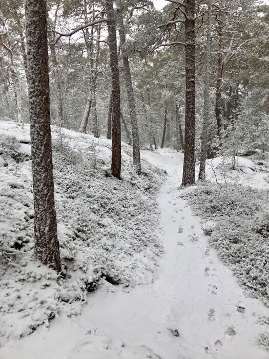 Snöig skogsstig med fotspår, omgiven av snötäckta tallar och buskar. Vintrig och fridfull naturmiljö.