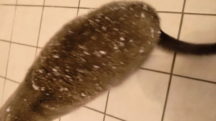 Katt som gått utomhus har snö på pälsen och står på ett kaklat golv.