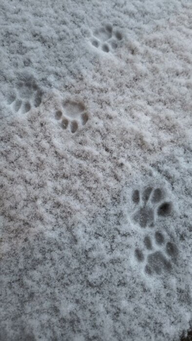 Djurspår i snön med tassavtryck från ett litet djur.