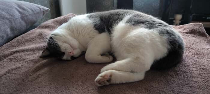 Katt som sover ihopkrupen på en brun filt i ett hem, med tassarna under sig och huvudet på sidan.