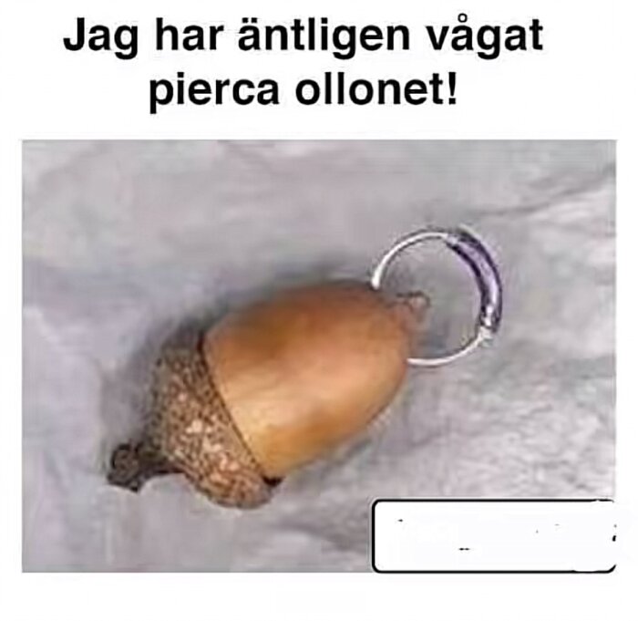 En ekollon med en ring igenom brukar det att ha piercits.