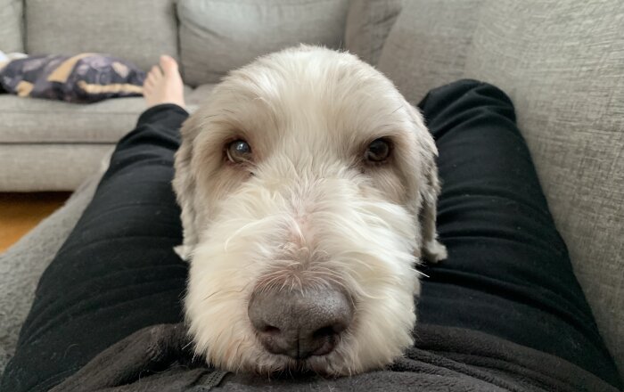 Hund med lurvig päls ligger med huvudet på en persons mage, nära en soffa.