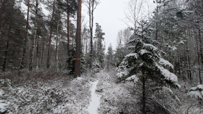 Snöig skogsstig omgiven av höga träd med grenar täckta av snö, under en molnig vinterdag.