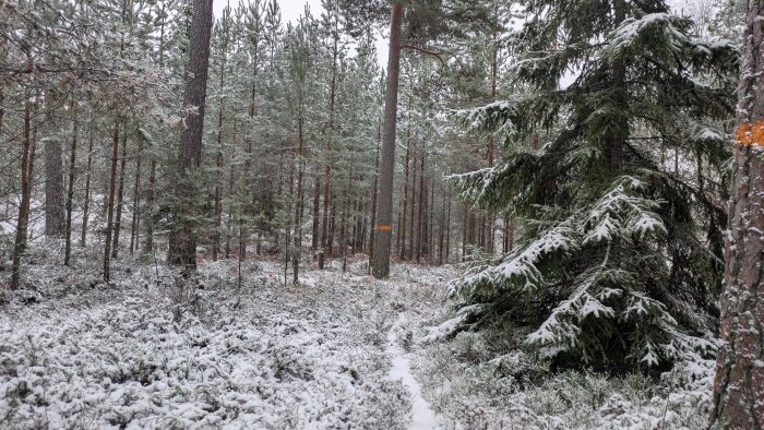 Snöklädd skog med stigar, granar, tallar och orange markeringar på några trädstammar.
