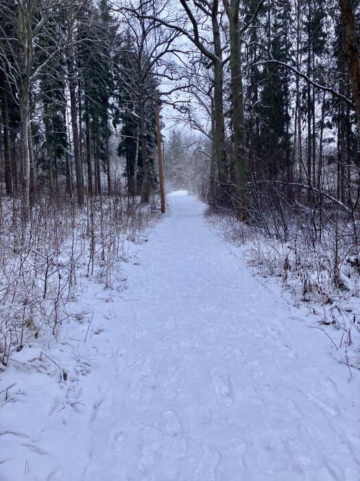 Snötäckt skogsväg omgiven av träd på vintern, med fotspår i snön.