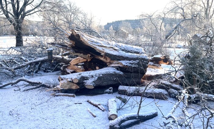 Ett fällt träd i ett snötäckt landskap, med avbrutna grenar och en fågelmatare hängande från en gren.