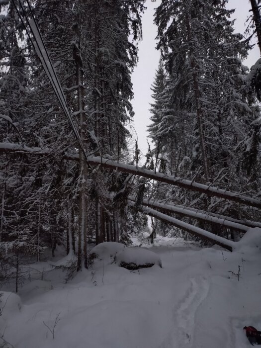 Flera snötäckta träd har fallit över en belagd elledning i en skog, där landskapet är vintrigt med snö på marken och träden.