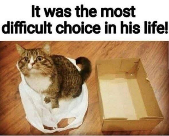 Katt sitter i en plastpåse bredvid en tom kartong på trägolv med texten: "It was the most difficult choice in his life!