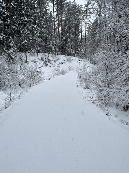 Snöklädd stig i skogen med omgivande träd täckta av snö.